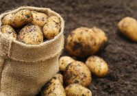 Kad stādīt kartupeļus saskaņā ar 2020.gada Mēness kalendāru, lai raža būtu bagātīga. Vēl vari paspēt!